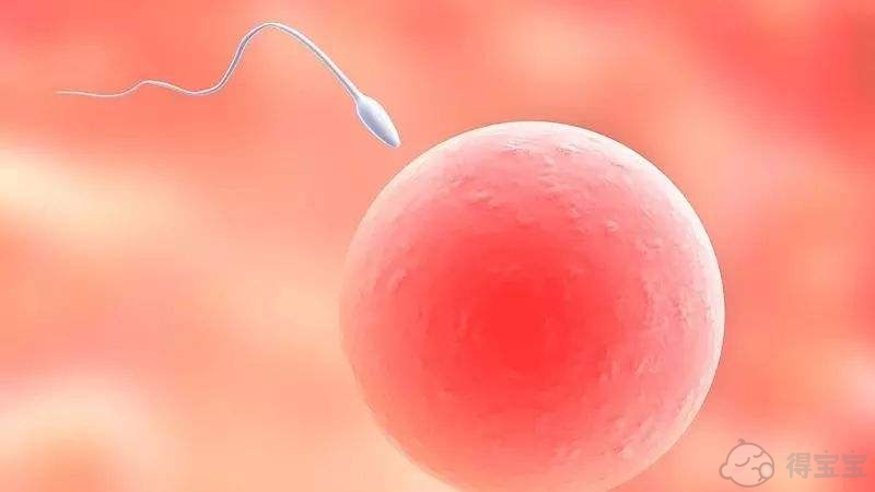 试管婴儿三胞胎养囊的成功率有多高？哪些人适合做囊胚养育