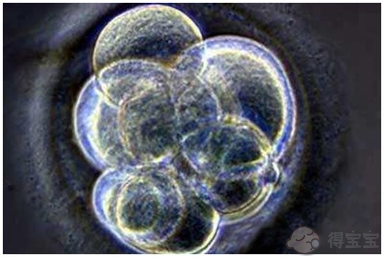 试管婴儿三胞胎养囊的成功率有多高？哪些人适合做囊胚养育