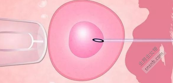 卵泡数量影响试管婴儿成功率？卵泡多少最适合？